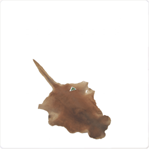 The EXTRA LARGE AUSTRALIAN KANGAROO TAIL ON SKINS : $110