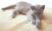 SHEEPSKIN CAT RUG : $99 - Click Image to Close